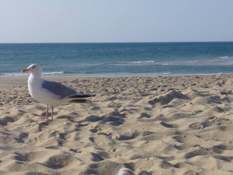 Ostseestrand mit Möwe