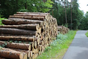 Holz als Baustoff für ökologische Häuser