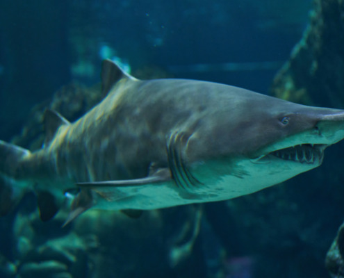 Sandtigerhaie