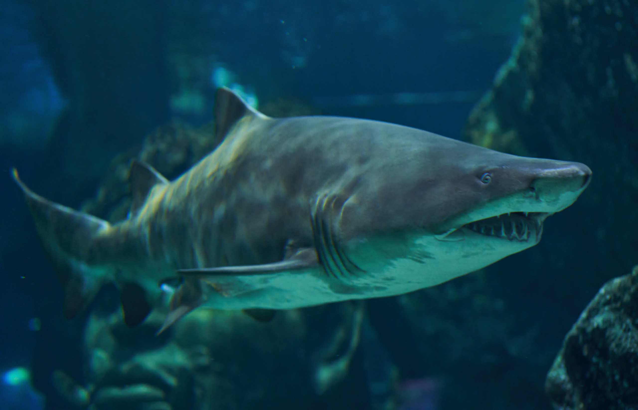 Sandtigerhaie